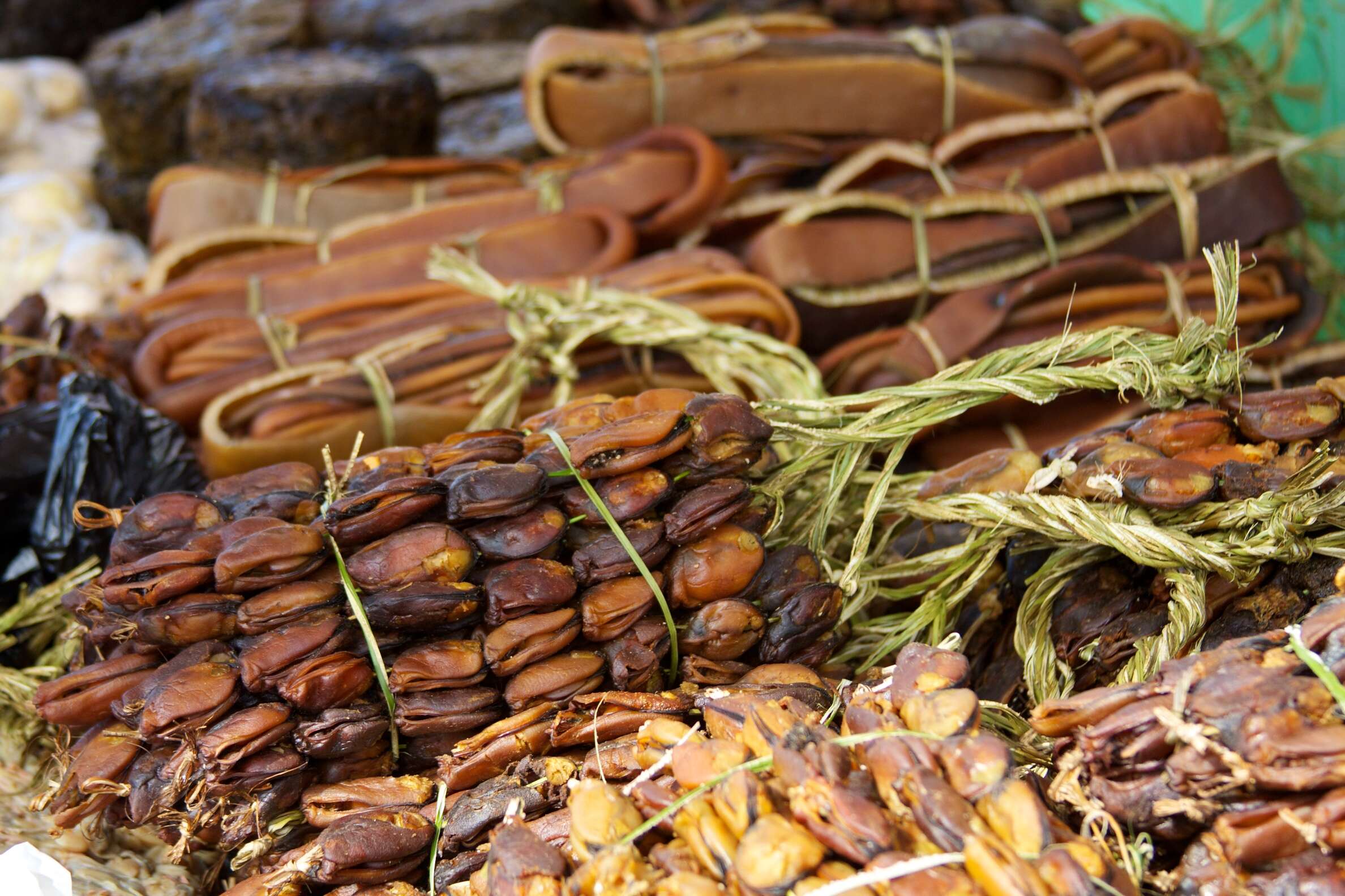 Image of New Zealand bull kelp