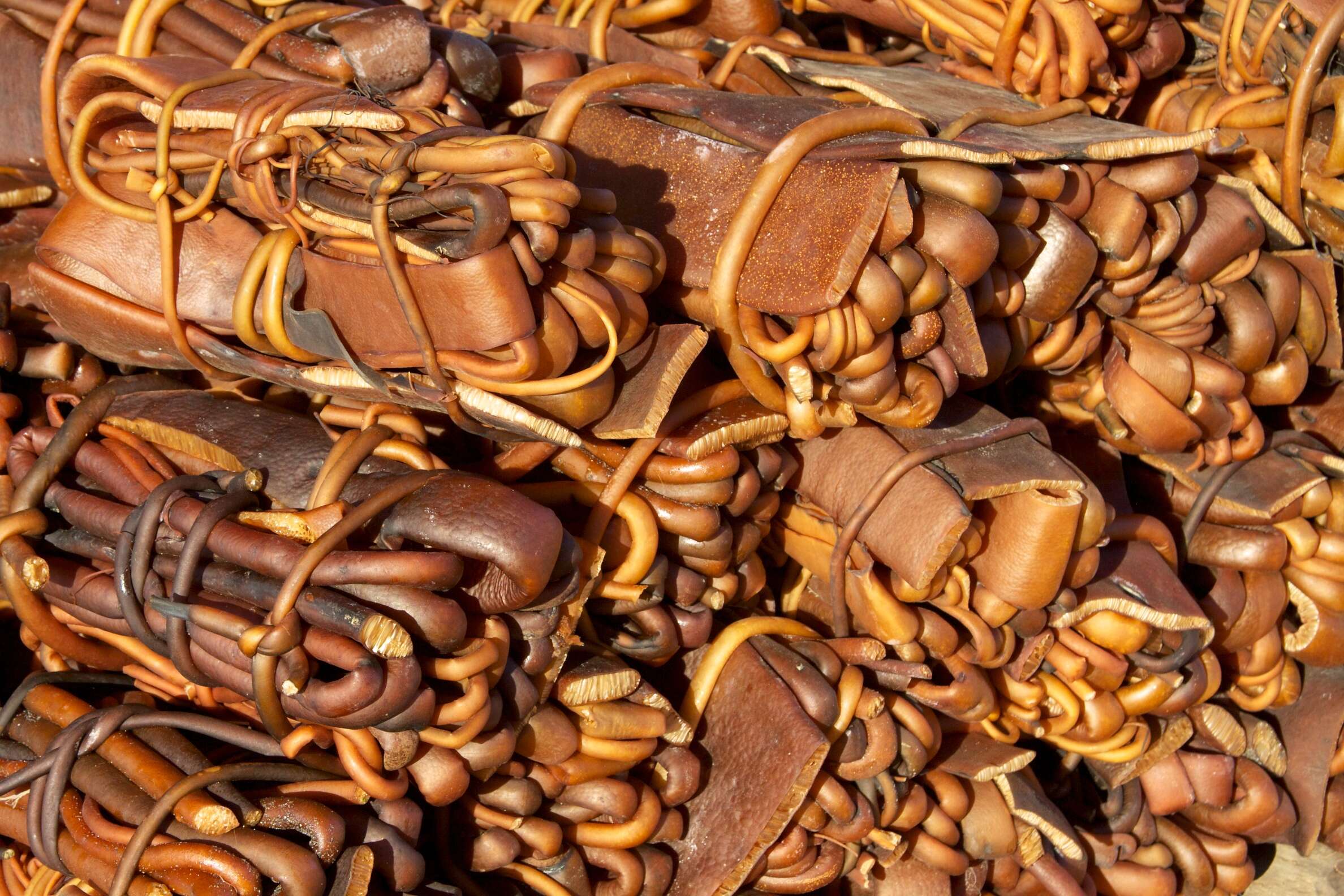 Image of New Zealand bull kelp