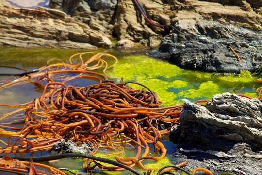 Image of New Zealand bull kelp