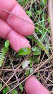 Image of Myosotis tenericaulis Petrie.