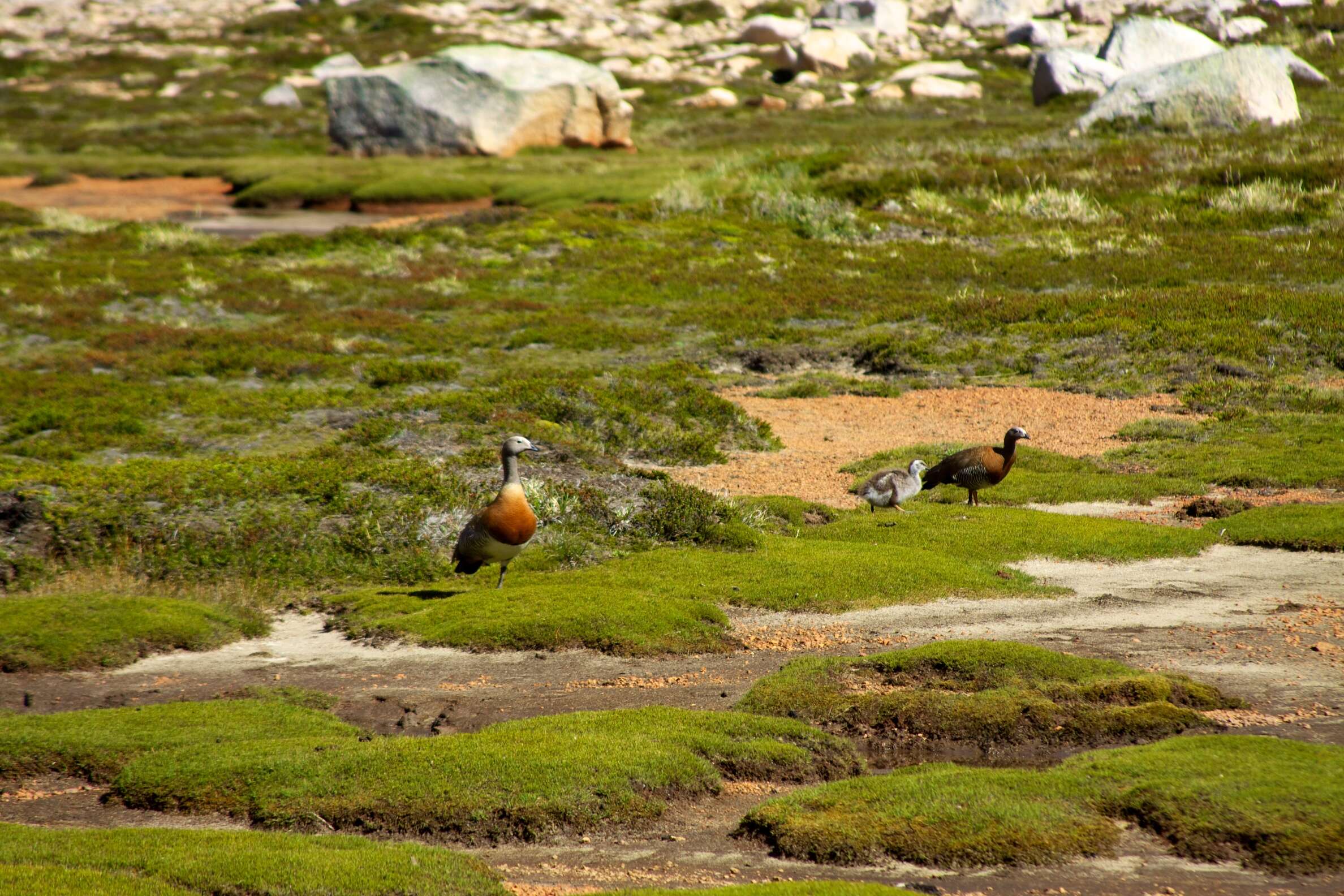 Image of Ashy-headed Goose