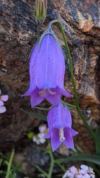 Image of Campanula willkommii Witasek