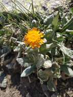 Image of Tephroseris integrifolia subsp. primulifolia (Cufod.) Greuter