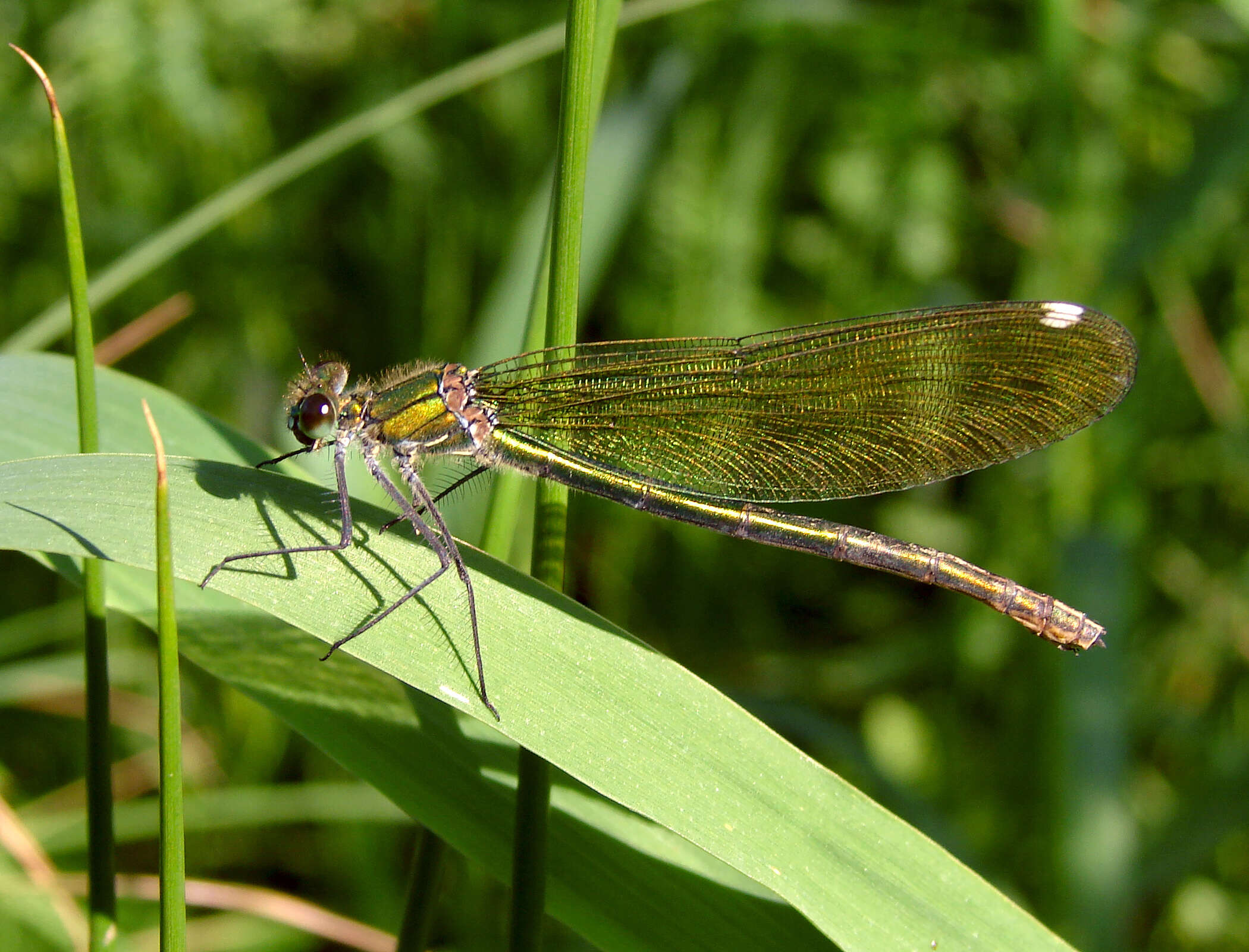 Image of Beautiful Demoiselle