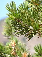 Imagem de Pinus contorta var. murrayana (Balf.) Engelm.