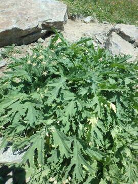 Image of Heracleum freynianum Somm. & Levier