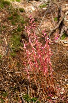 Image of Pacific coralroot