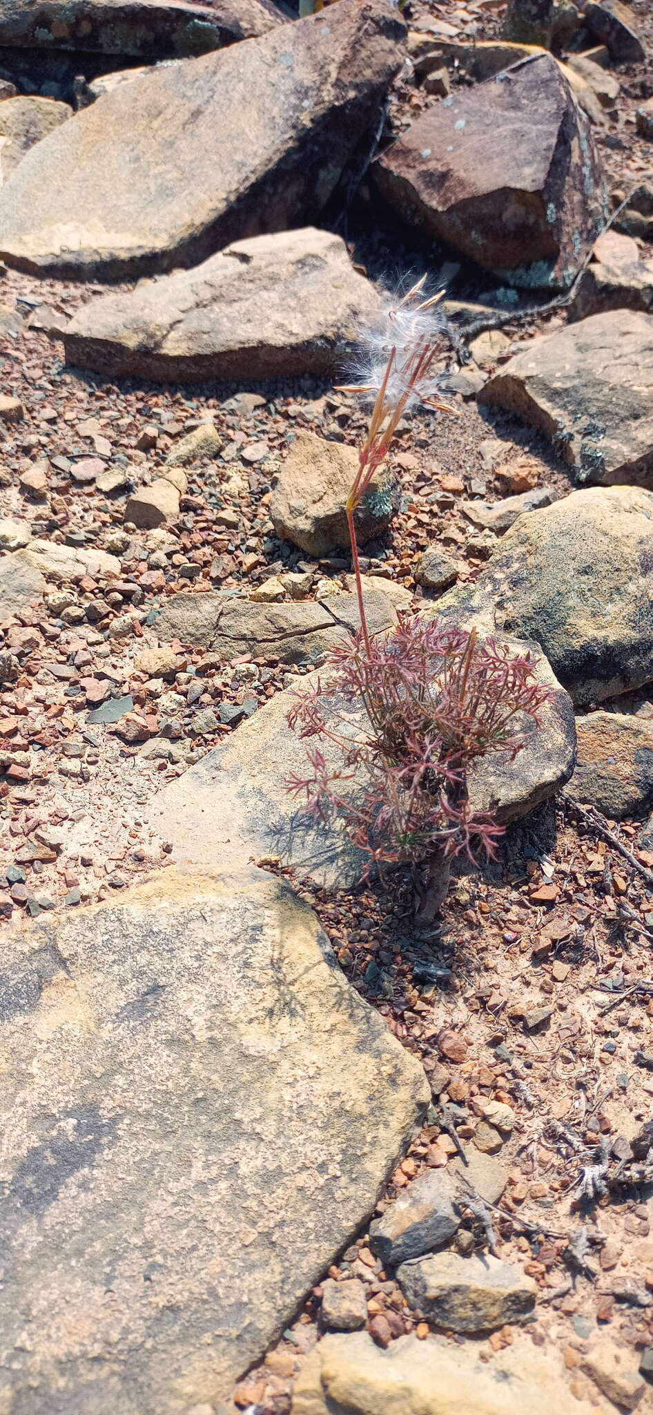 Image of Pelargonium aridum R. A. Dyer