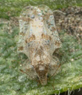 Image of Morrill lace bug