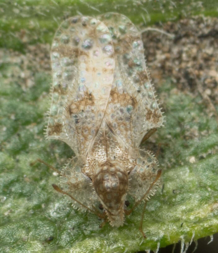 Image of Morrill lace bug