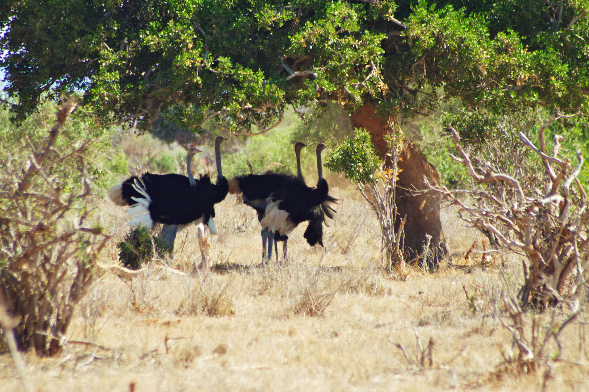 Image of Masai ostrich