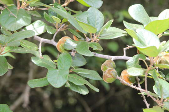 Plancia ëd Diospyros villosa var. villosa