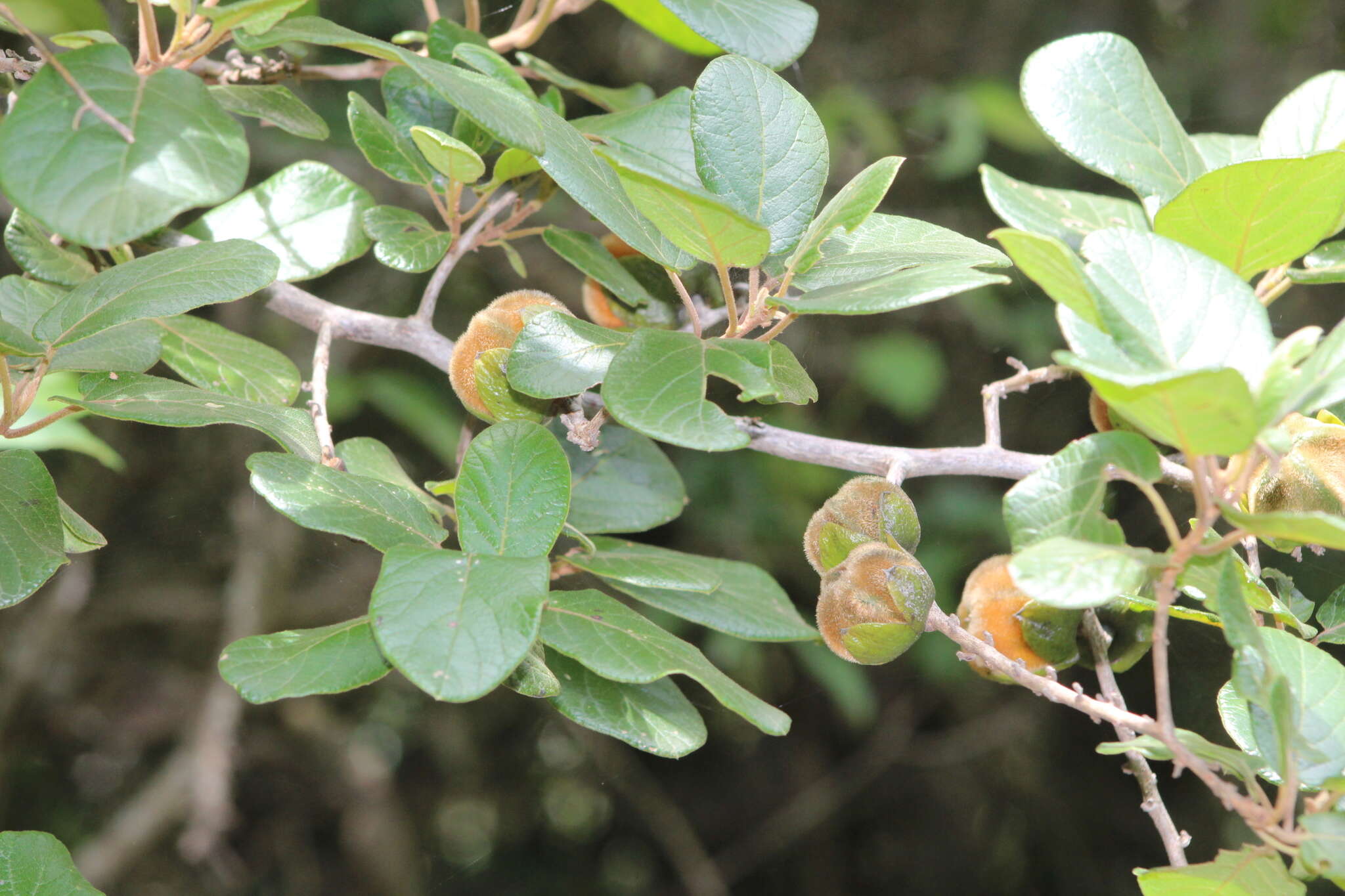 Image of Diospyros villosa var. villosa