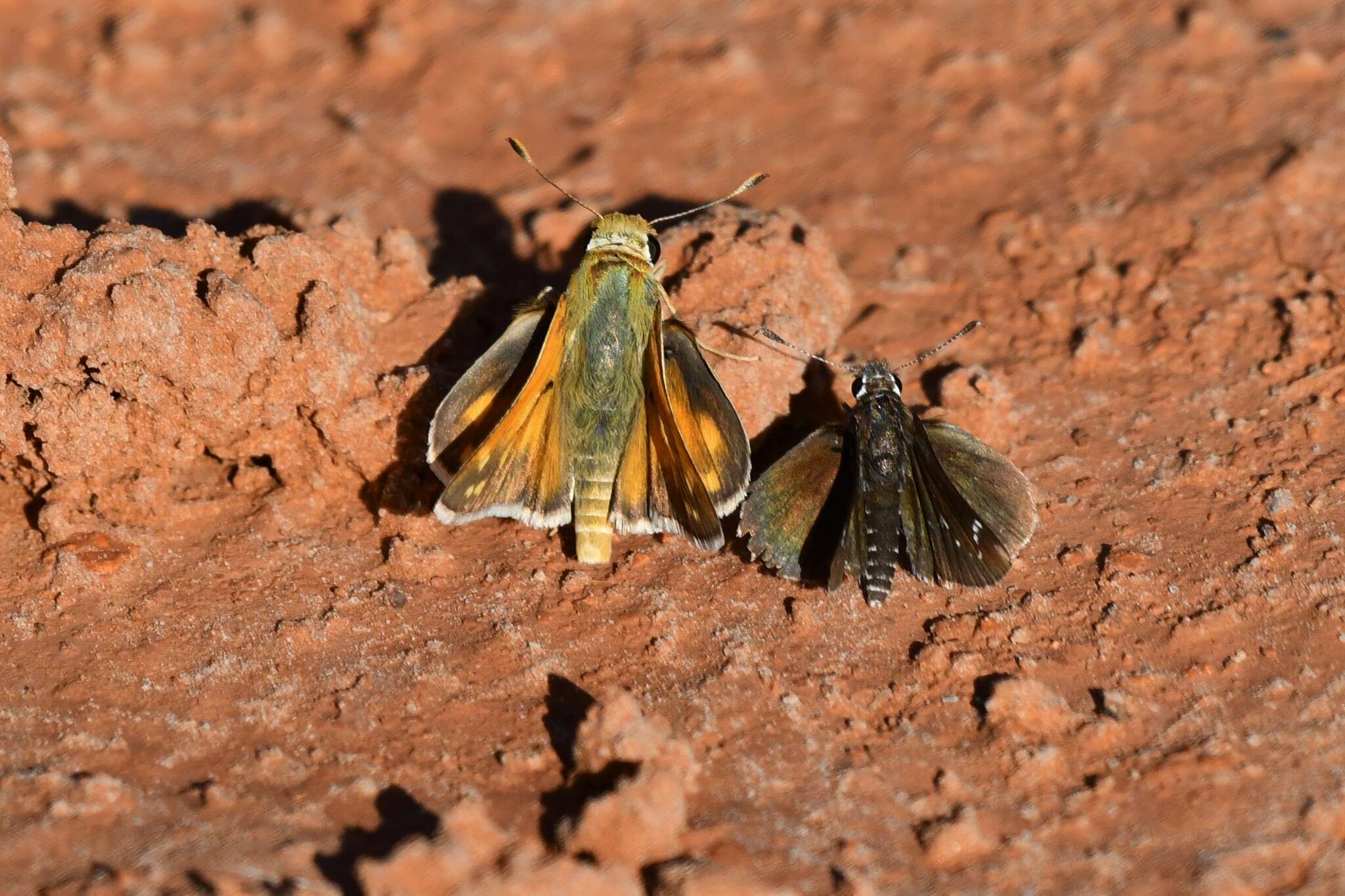 Image of Green Skipper