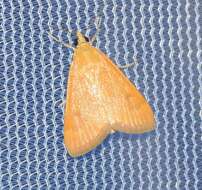 Image of Garden Webworm Moth