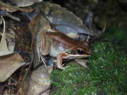 Image of Kampira Falls frog