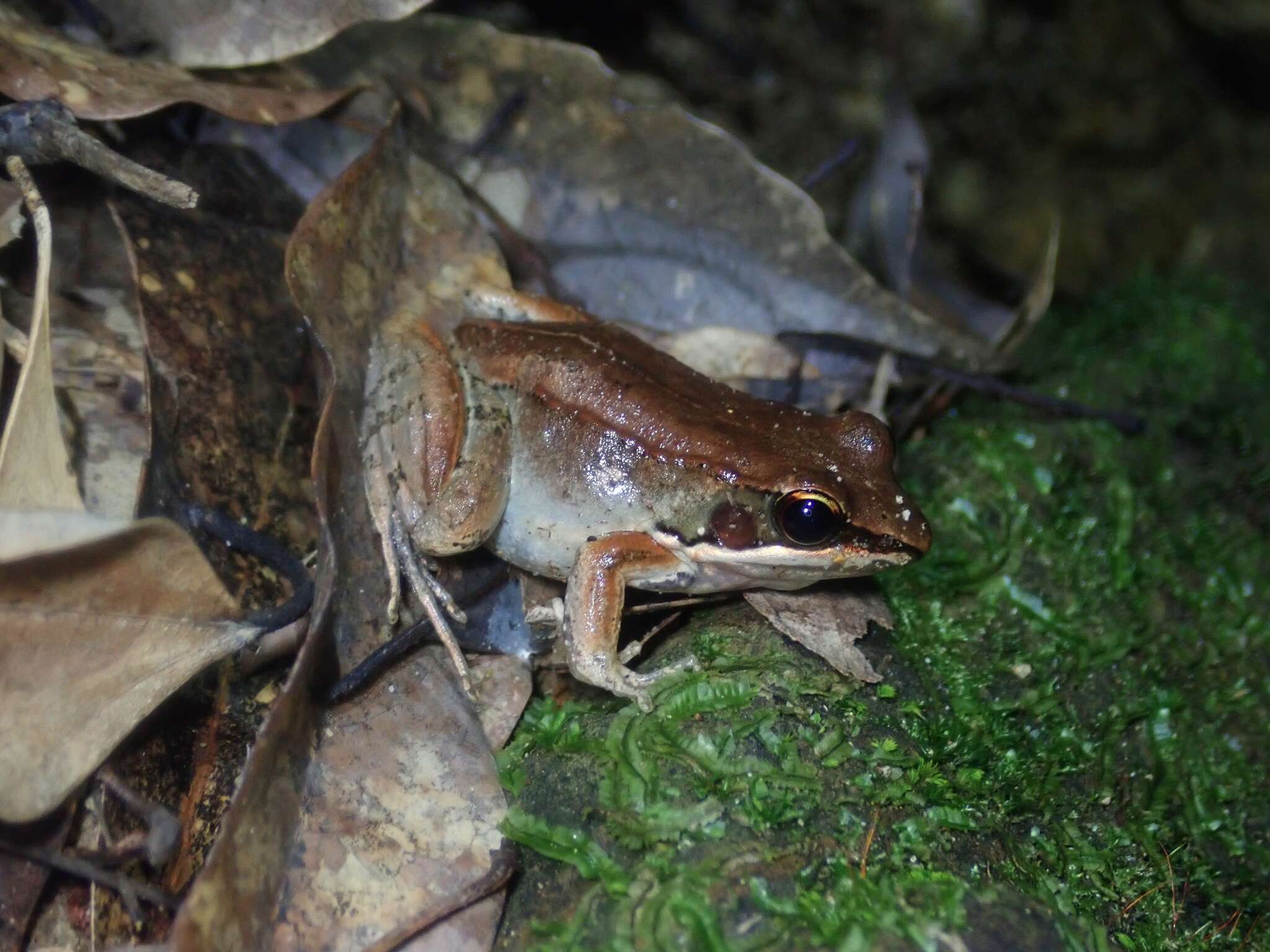 Image of Kampira Falls frog