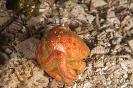 Image of Furred sponge crab