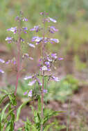 Image de <i>Penstemon <i>hirsutus</i></i> f. hirsutus