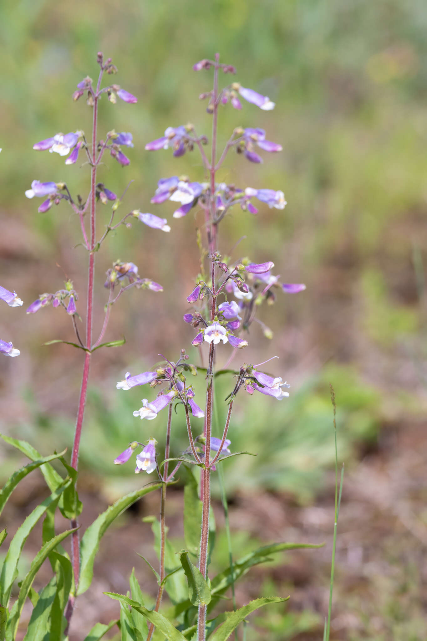 Image de <i>Penstemon <i>hirsutus</i></i> f. hirsutus