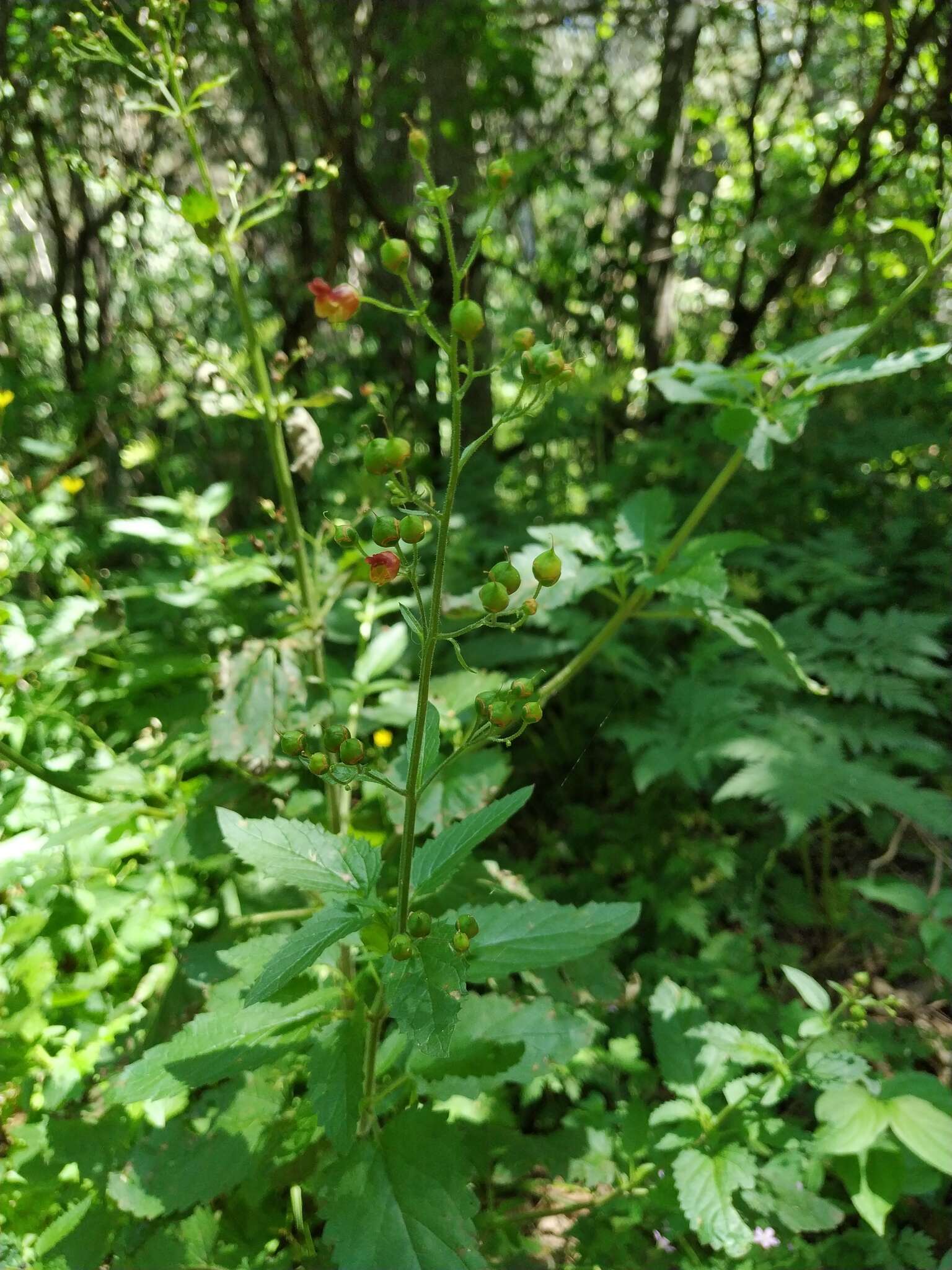 Scrophularia scopolii Hoppe resmi