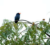 Image of Black-fronted Nunbird