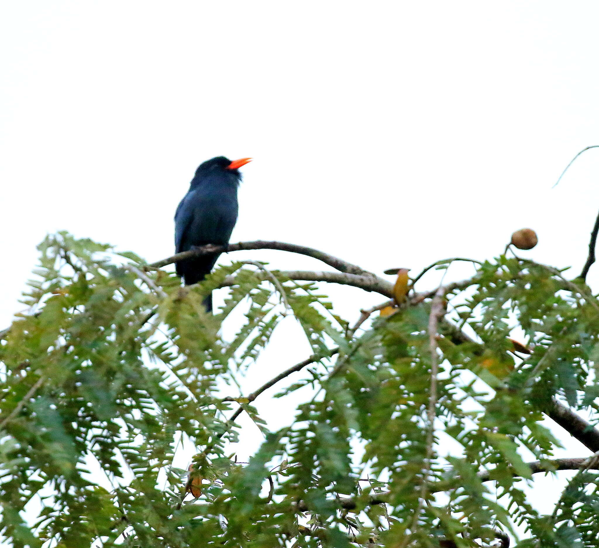 Image of Black-fronted Nunbird