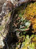 Image of felt lichen