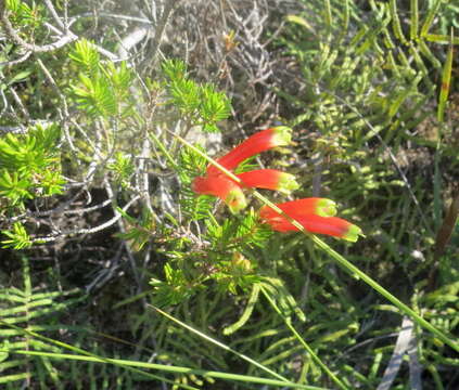 Image of Erica unicolor subsp. georgensis E. G. H. Oliv. & I. M. Oliv.