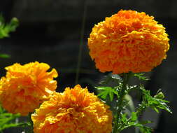 Image of French marigold