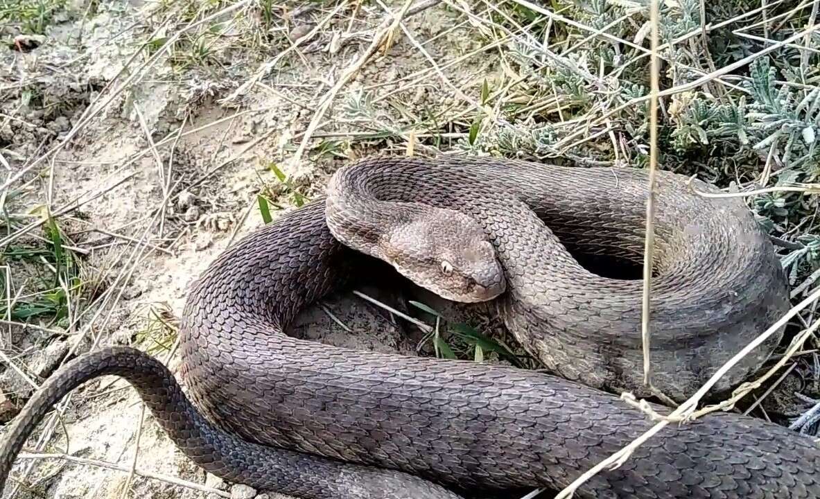 Sivun Macrovipera lebetinus obtusa (Dwigubsky 1832) kuva