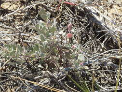 Image of Atriplex barclayana (Benth.) D. Dietr.