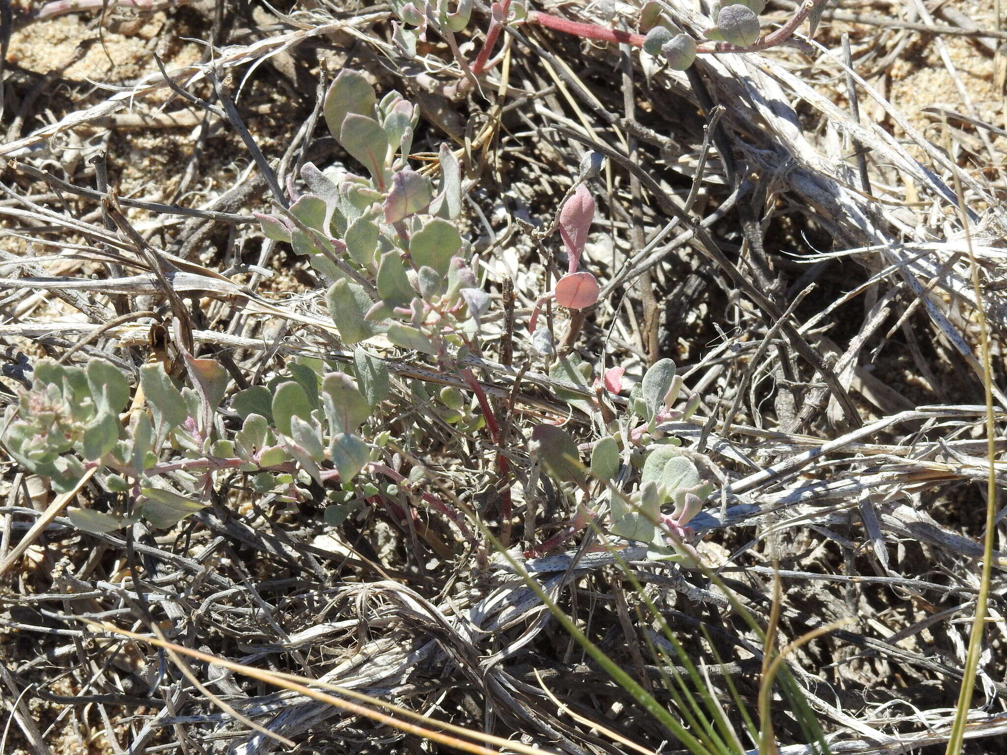 Imagem de Atriplex barclayana (Benth.) D. Dietr.