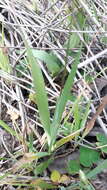 Image of spotted African cornlily