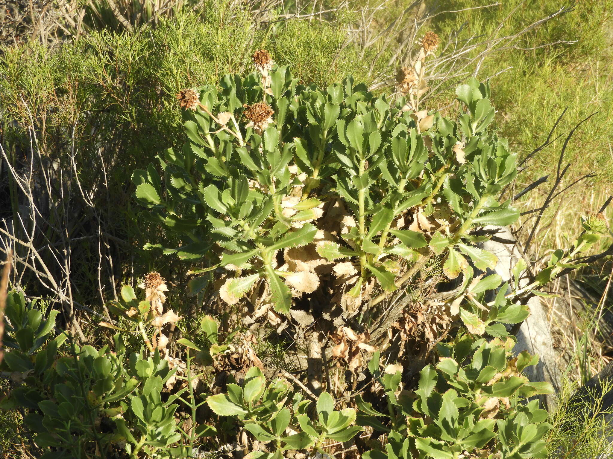 Слика од Grindelia buphthalmoides DC.