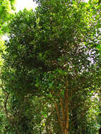 Image of Allspice