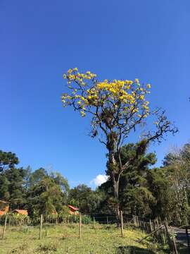 Image de Handroanthus albus (Cham.) Mattos