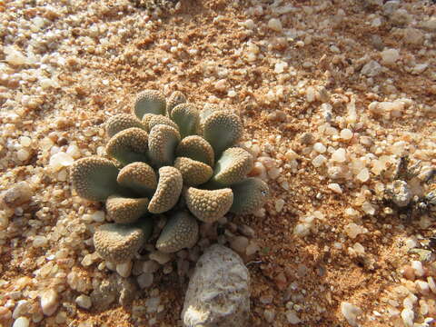 Imagem de Titanopsis schwantesii (Dinter) Schwant.