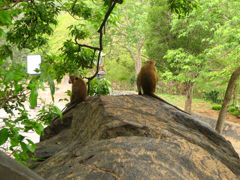 Image of Toque macaque