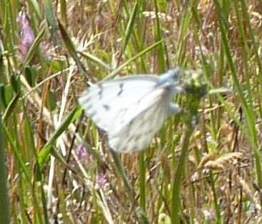 Image of Spring White