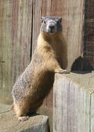 Image of Marmota subgen. Petromarmota Steppan et al. 1999