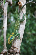 Image of Anolis equestris buidei Schwartz & Garrido 1972