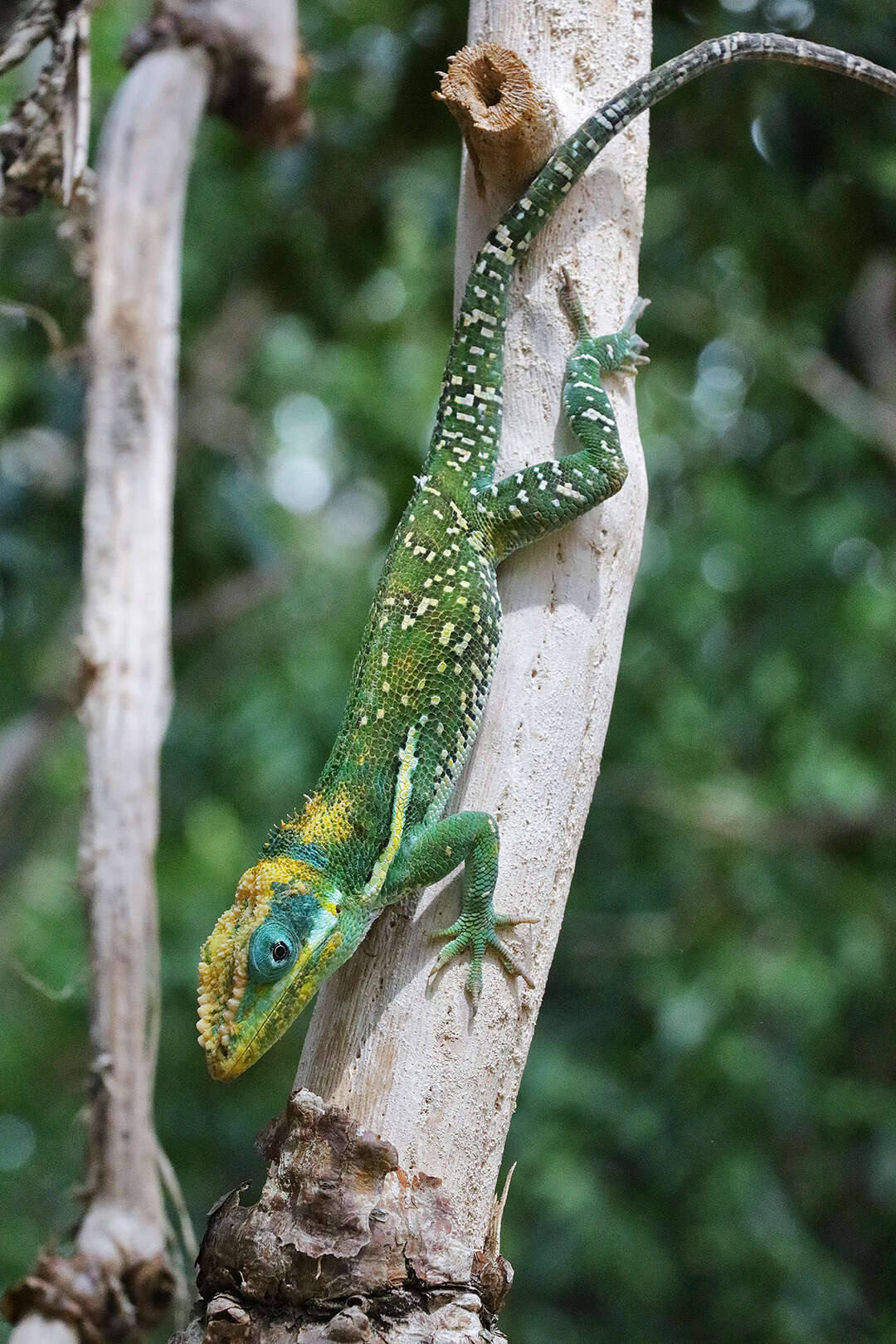 Image of Anolis equestris buidei Schwartz & Garrido 1972