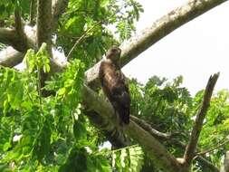 Imagem de Buteo jamaicensis jamaicensis (Gmelin & JF 1788)