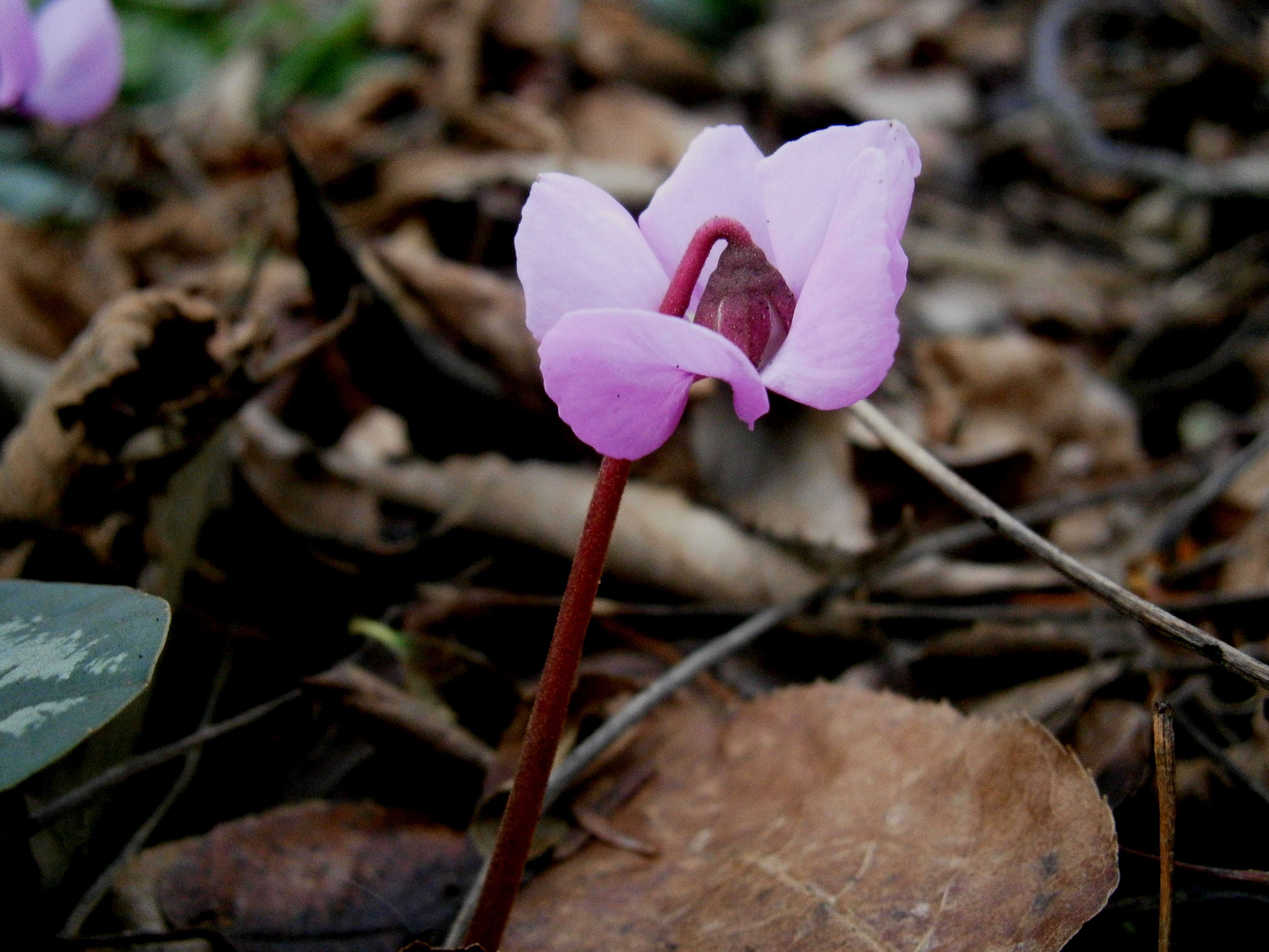 Image of Cyclamen coum Miller