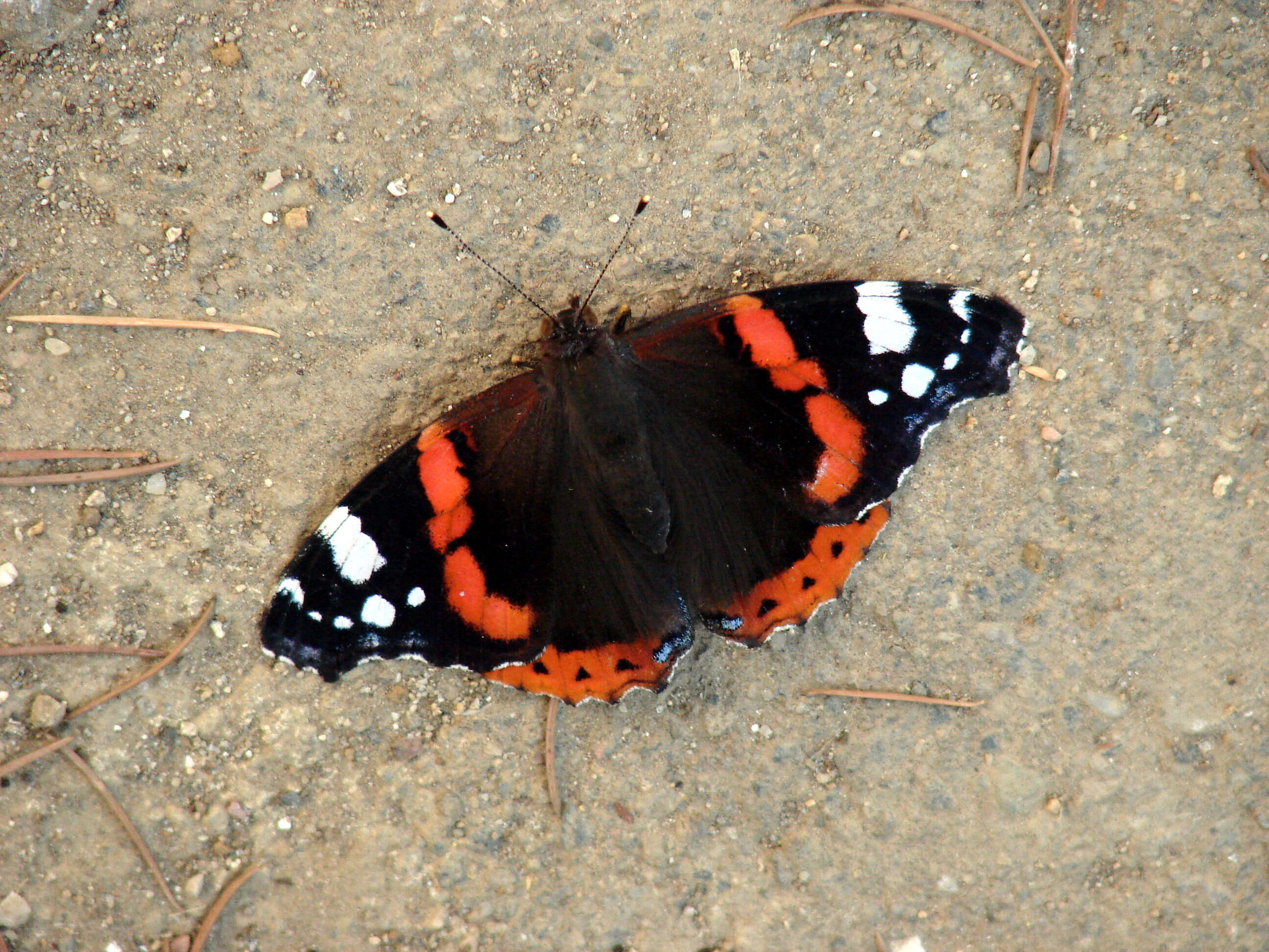 Image of Red Admiral