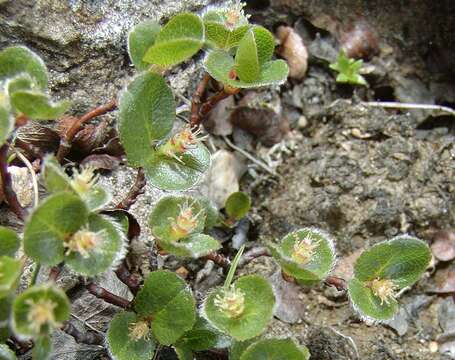 Image of snowbed willow