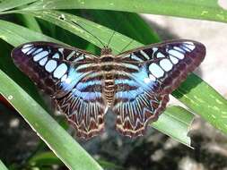 Imagem de Parthenos sylvia