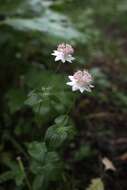 Imagem de Astrantia maxima Pall.