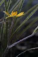 Image of Hypoxis floccosa Baker